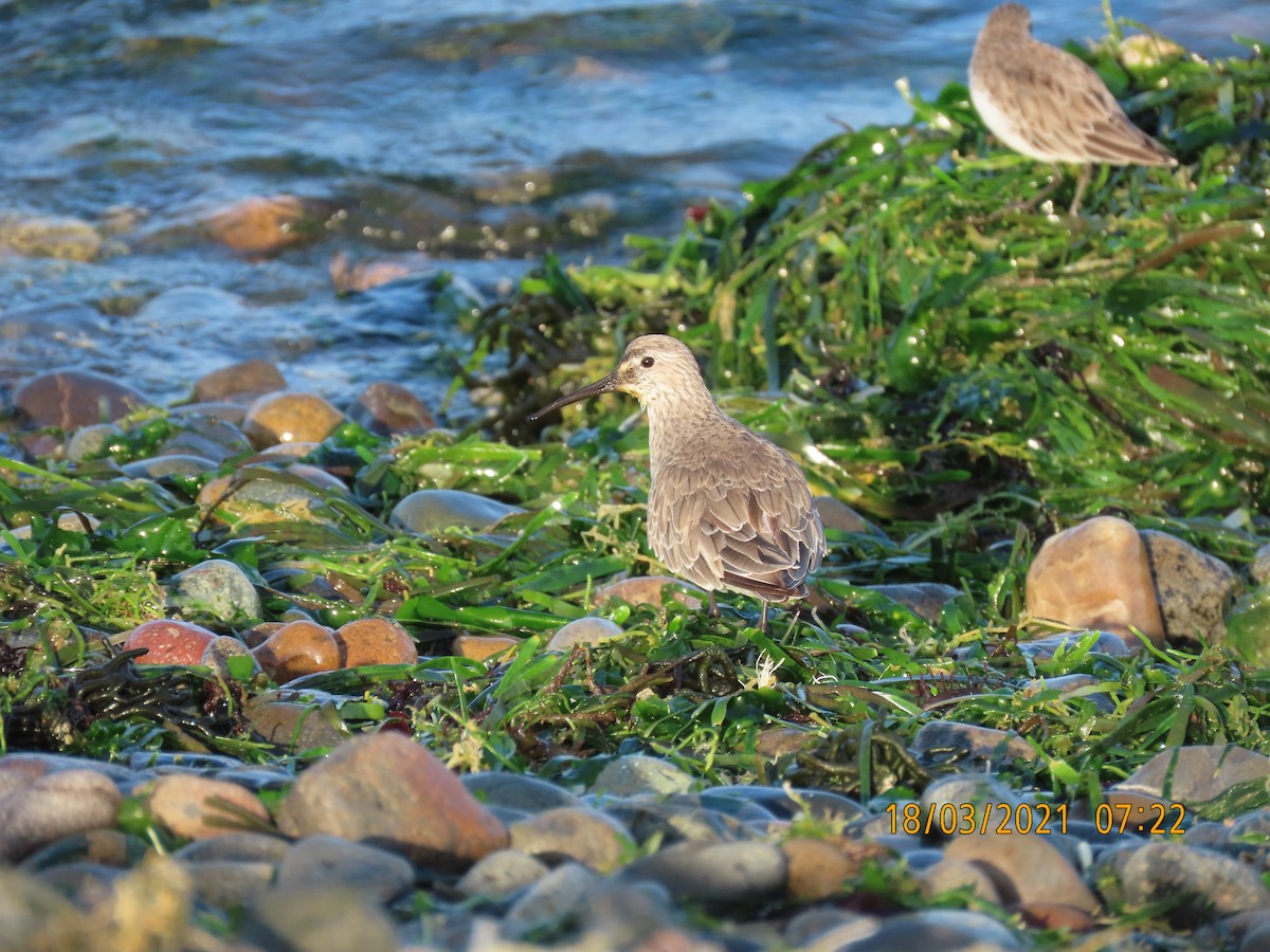 Curlew Sandpiper - ML360103851