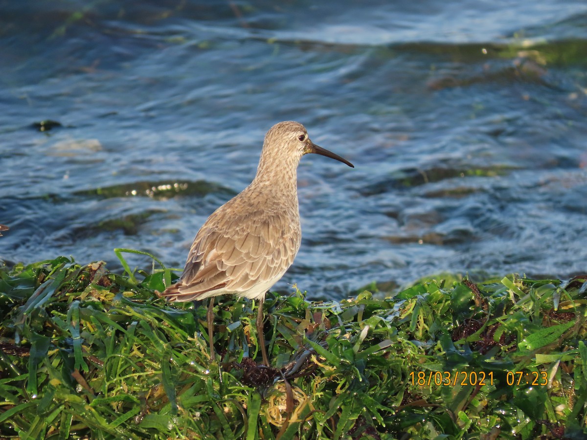 Curlew Sandpiper - ML360103991