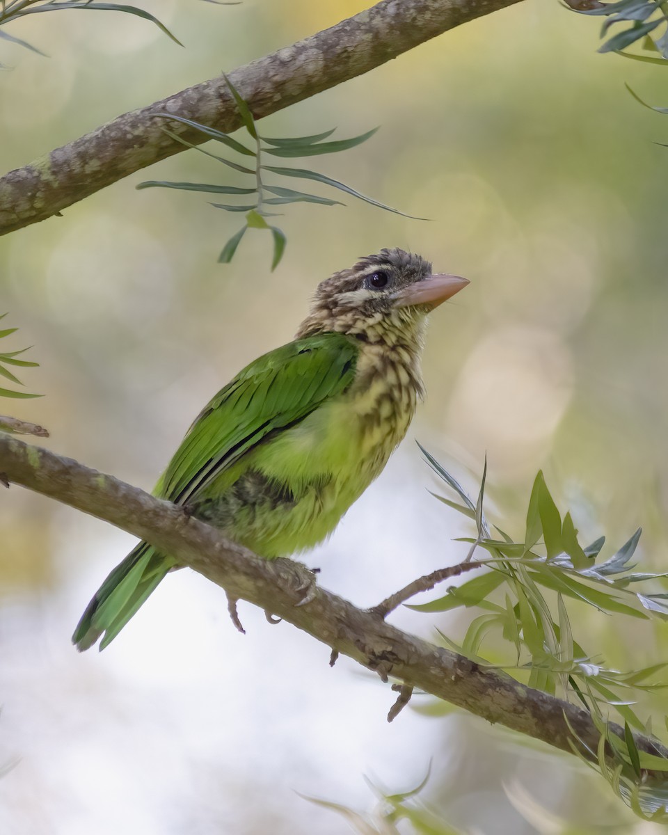 White-cheeked Barbet - ML360106901