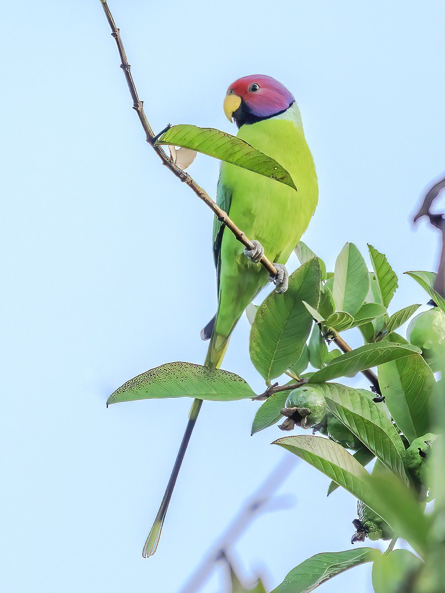 Plum-headed Parakeet - ML360106991