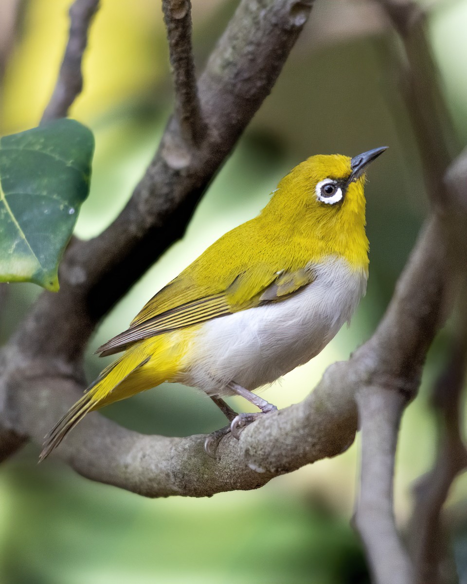 Indian White-eye - ML360107171