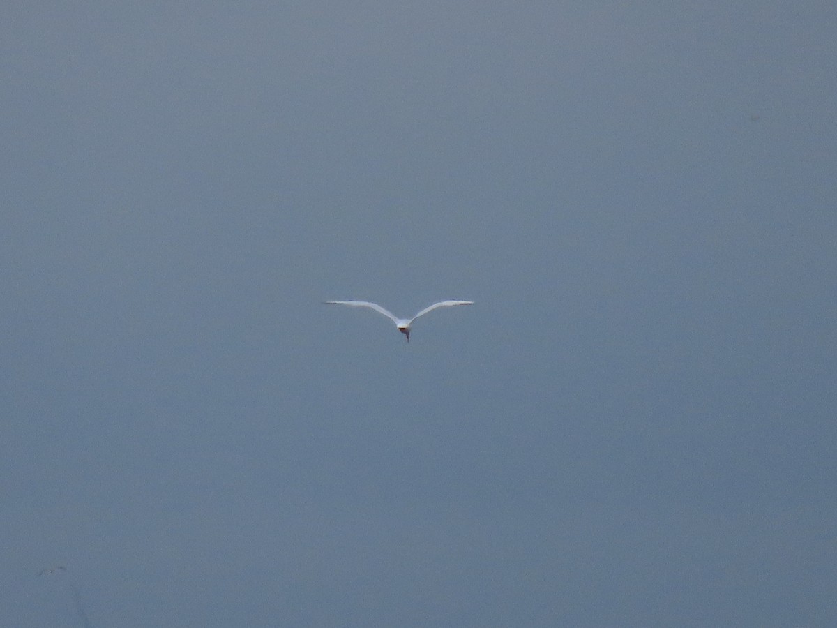 Caspian Tern - ML360108041