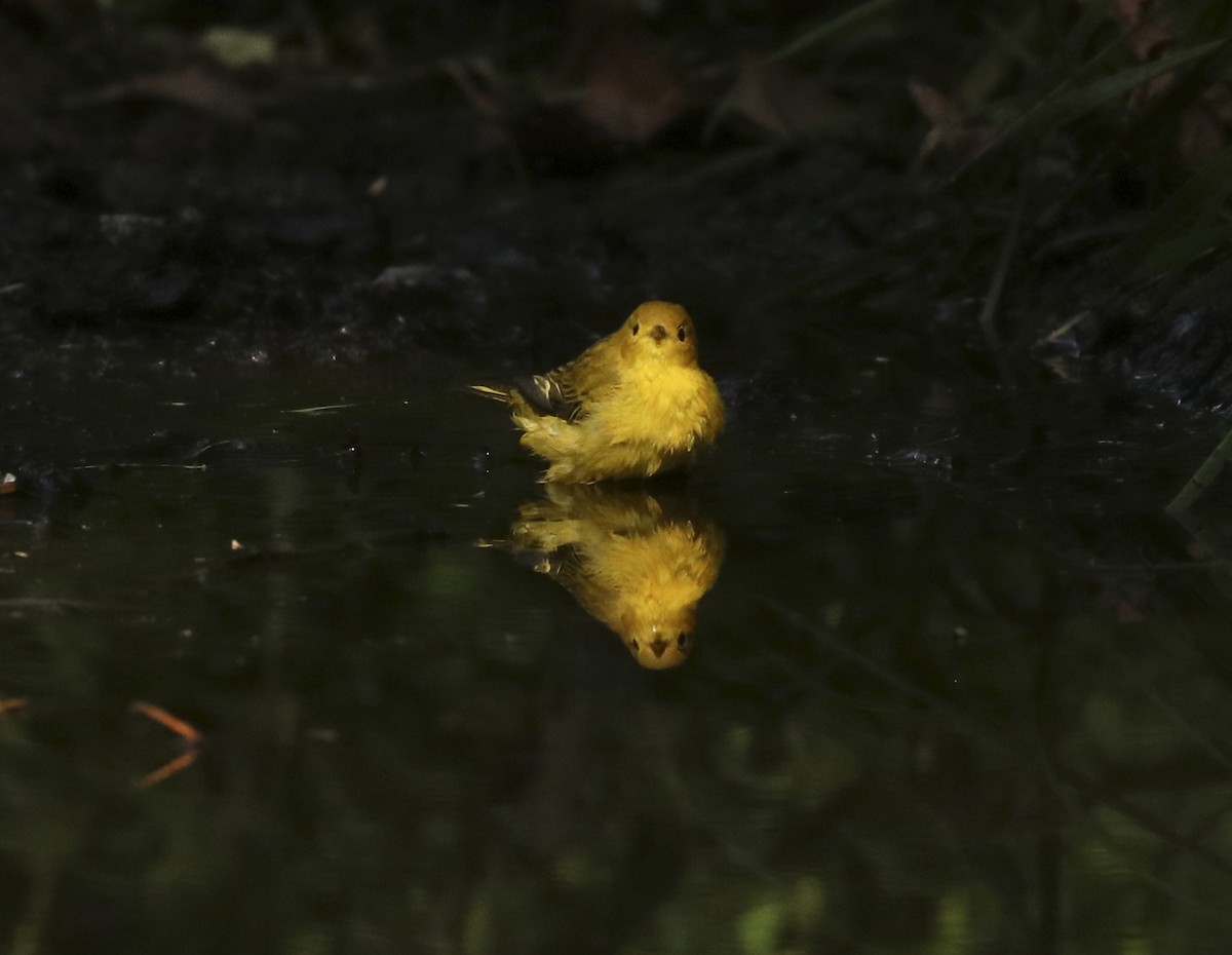 Yellow Warbler - Laura Goggin