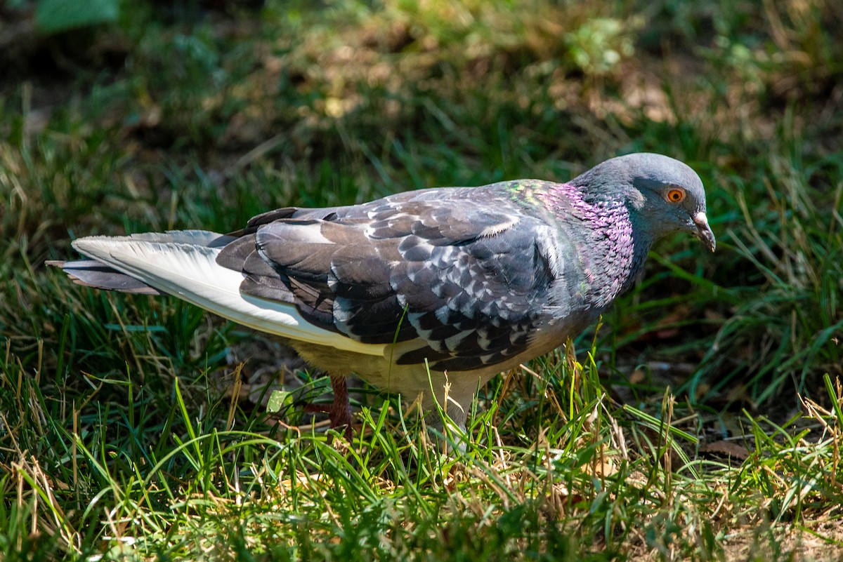 Rock Pigeon (Feral Pigeon) - ML360111781