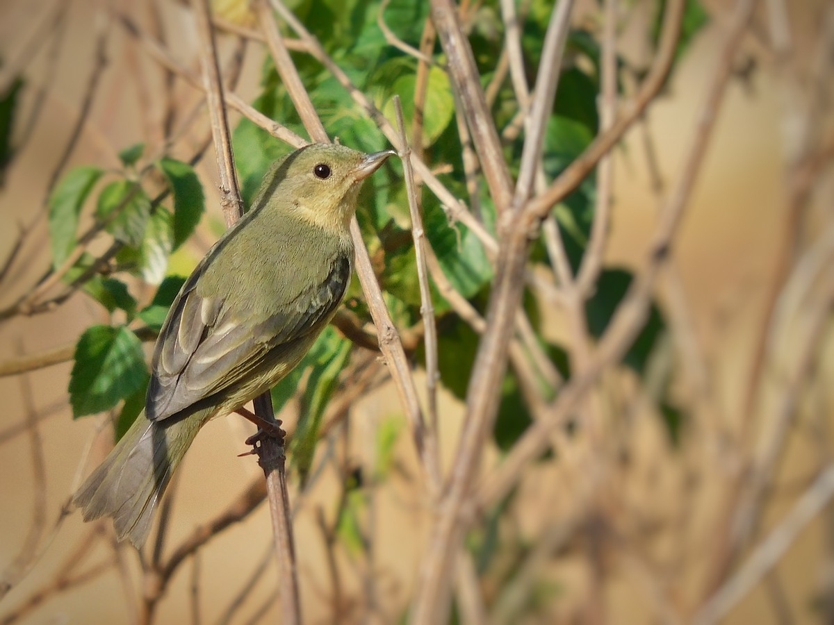 Rusty Flowerpiercer - ML360113181