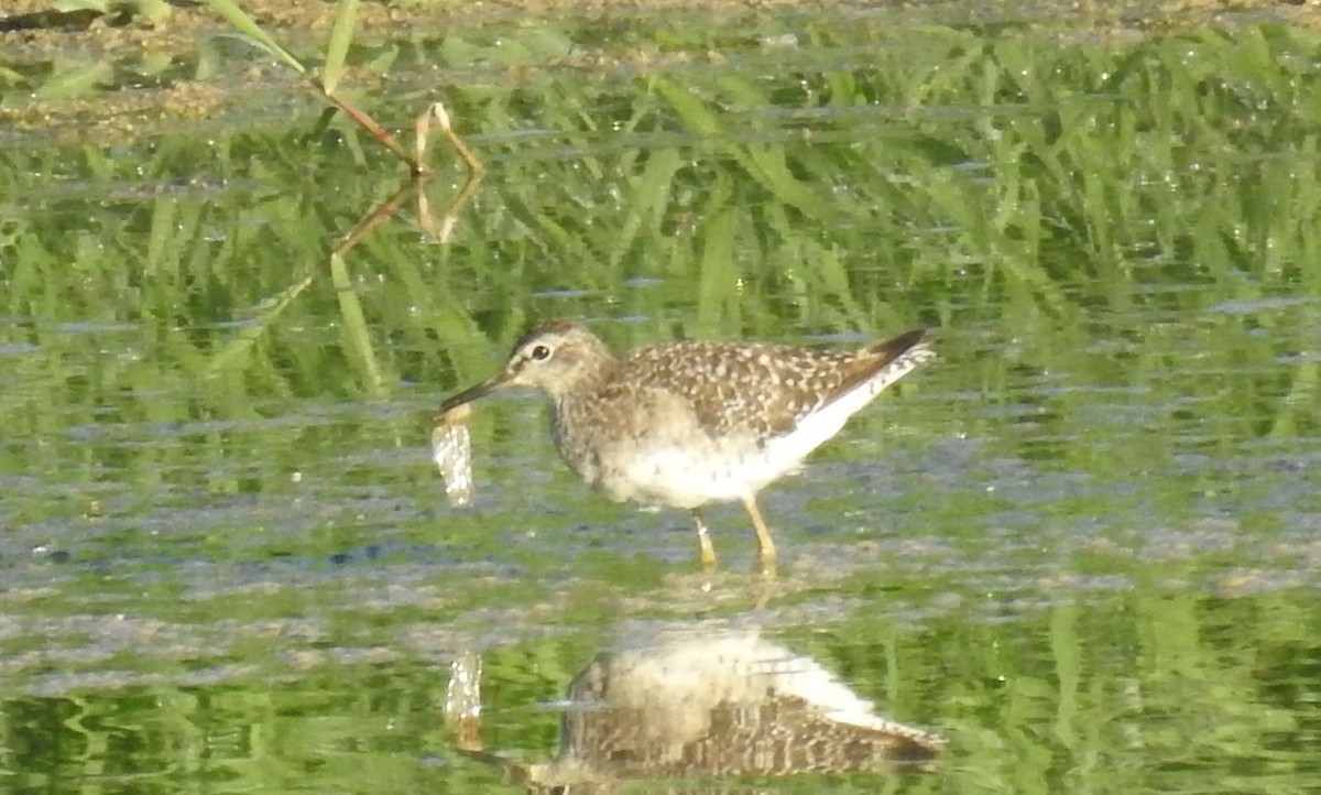 Wood Sandpiper - ML360113901