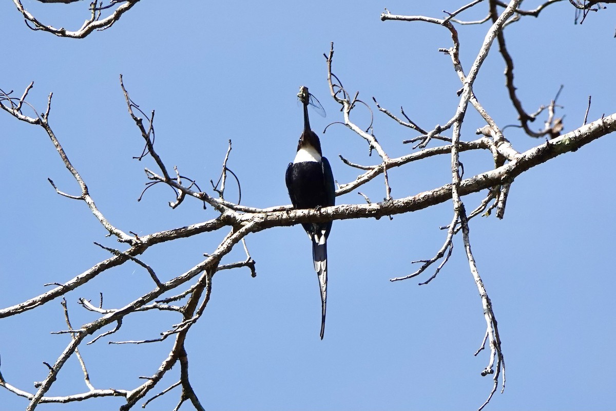 Jacamar à longue queue - ML360116901