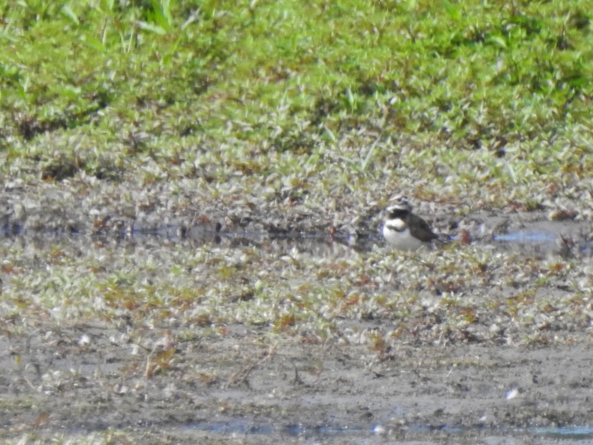 Killdeer - ML360117801