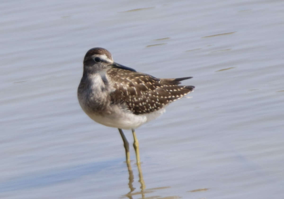 Wood Sandpiper - juan carlos dieguez