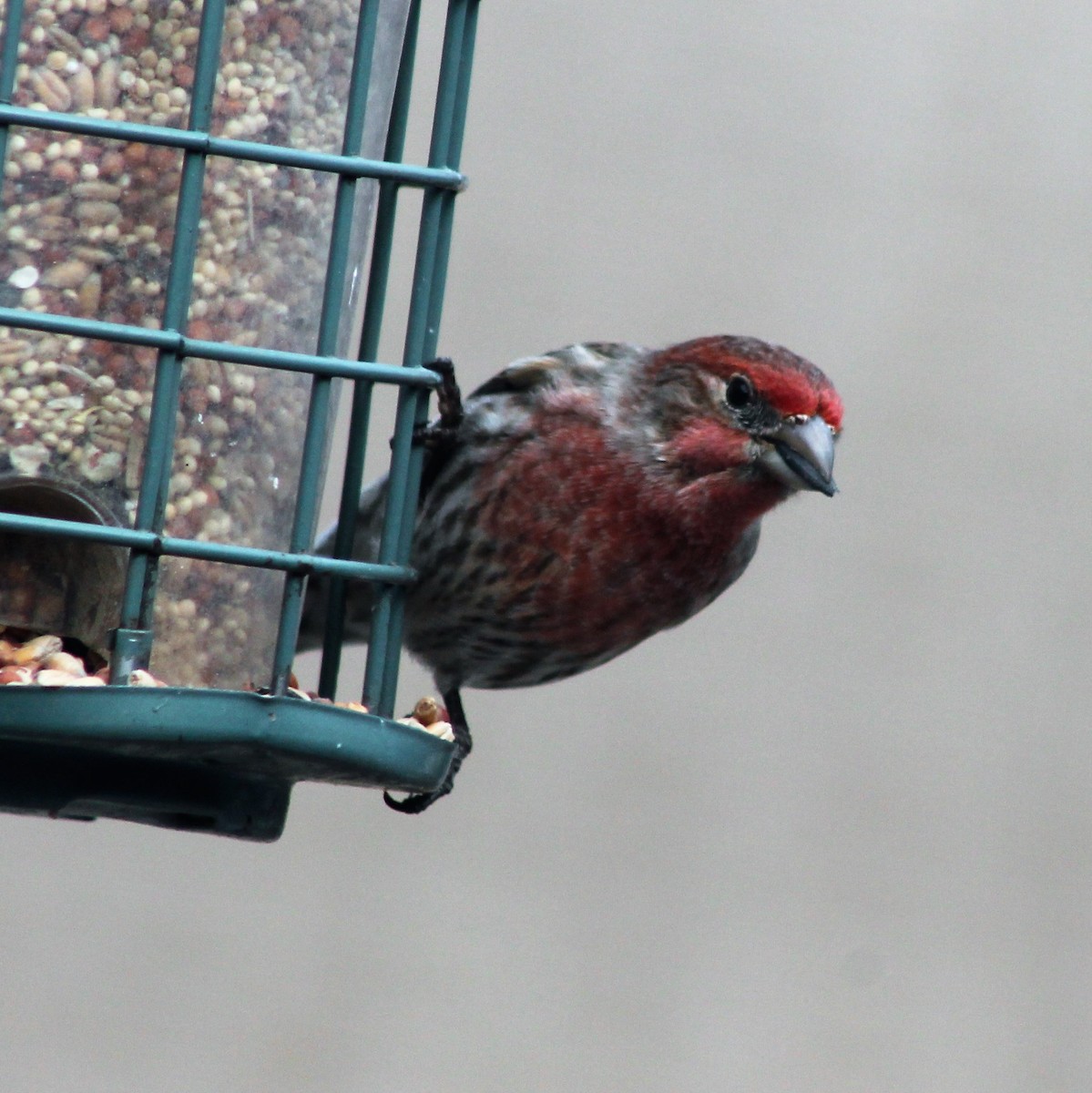 House Finch - ML360118701