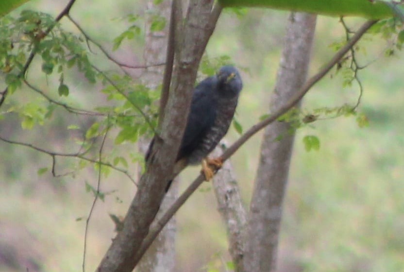 Hook-billed Kite - ML360118731