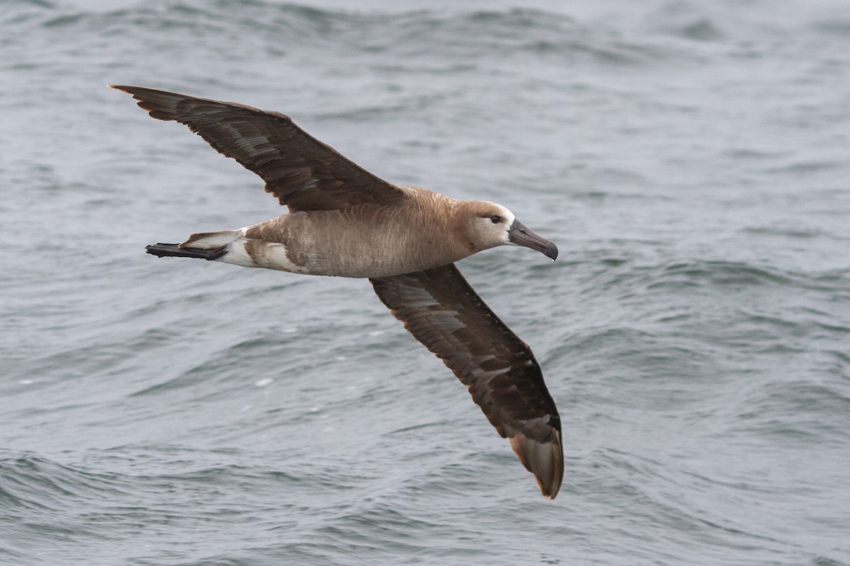 Black-footed Albatross - Elle Heiser