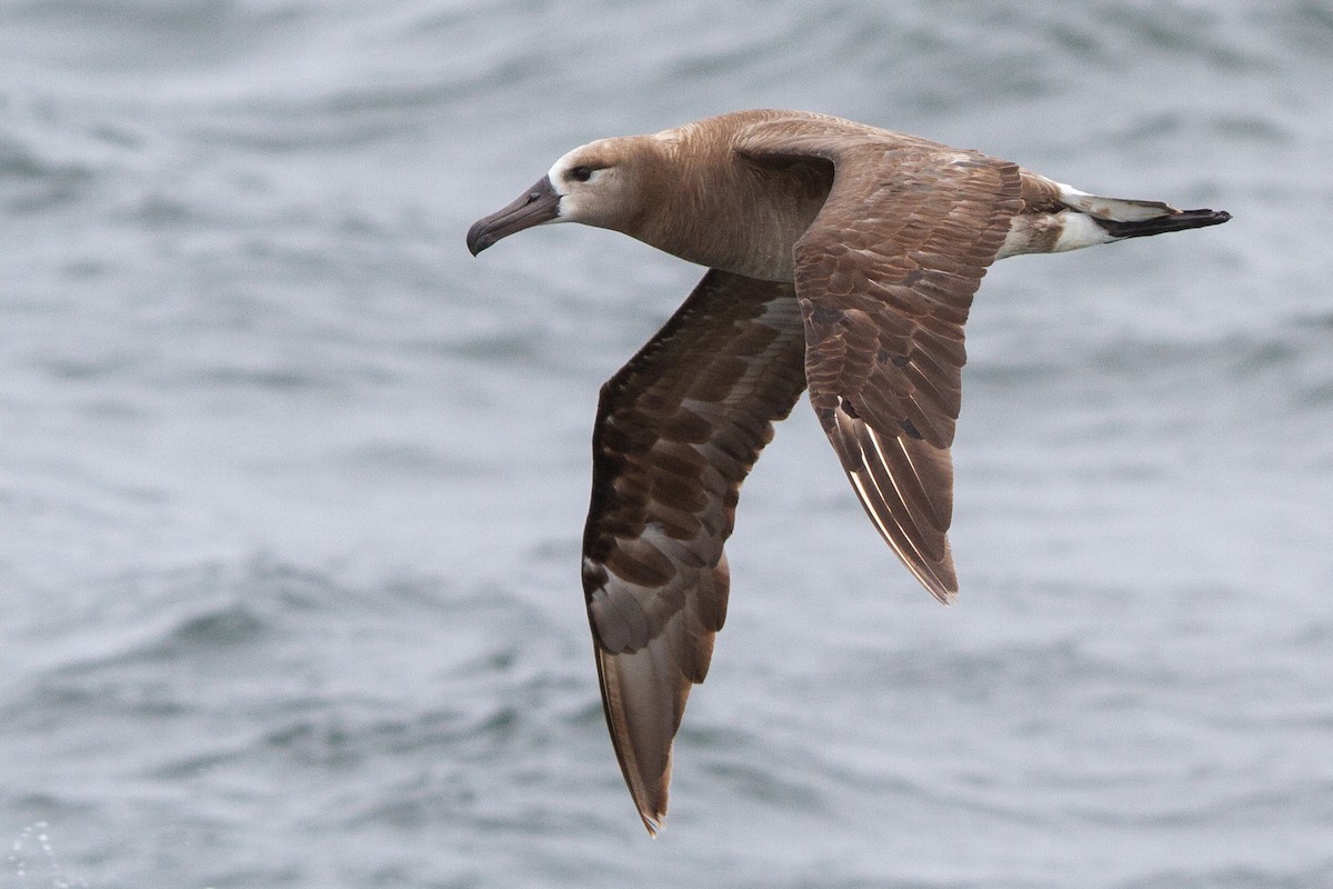 Black-footed Albatross - Elle Heiser