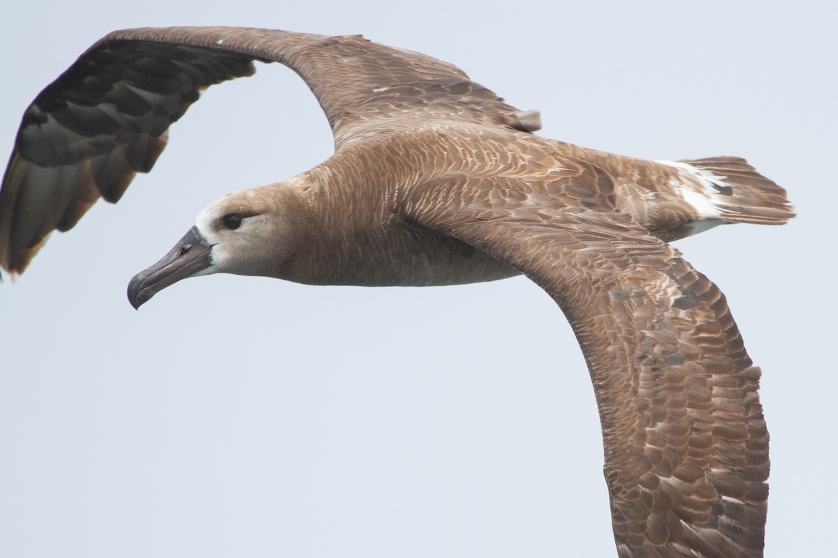 Black-footed Albatross - Elle Heiser