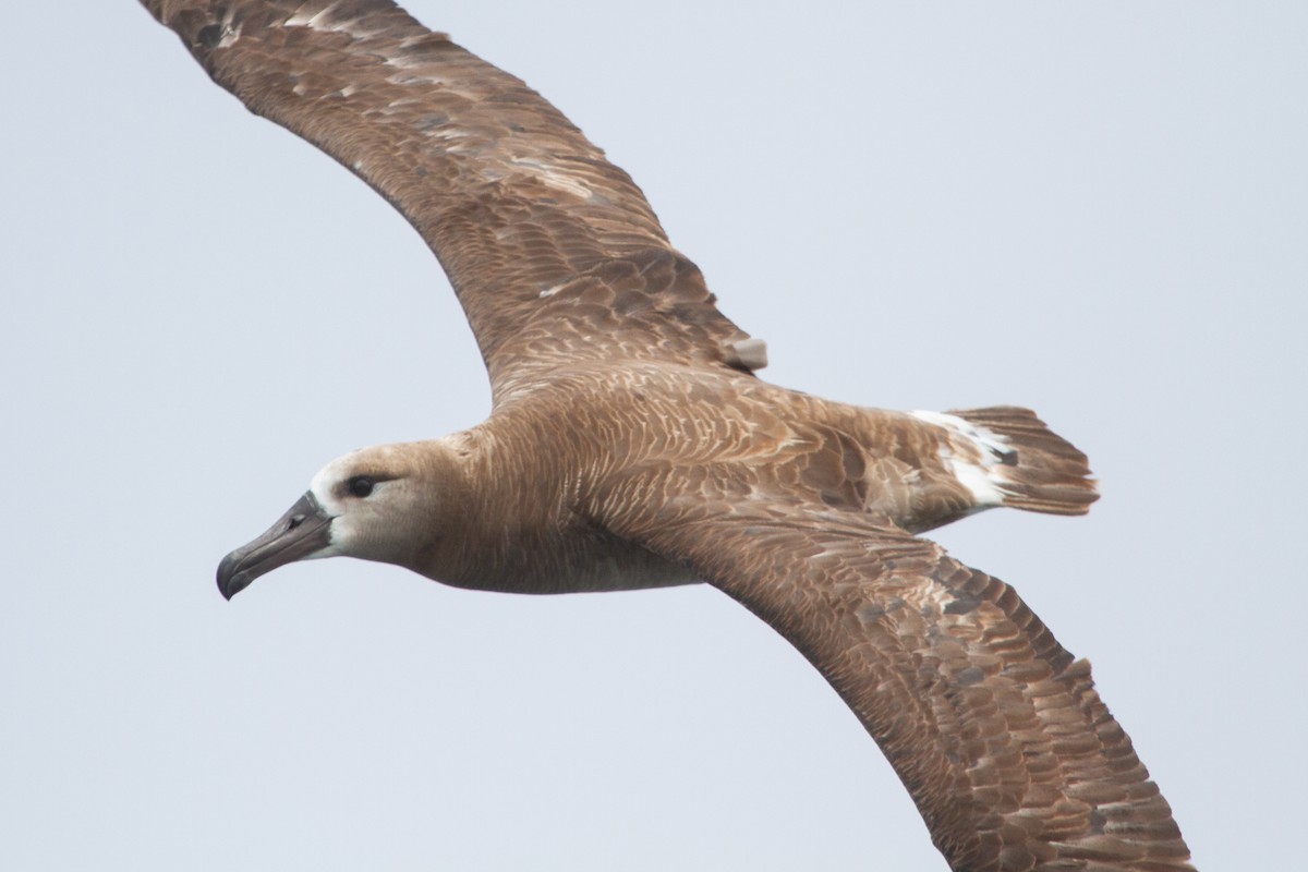 Black-footed Albatross - ML360119671