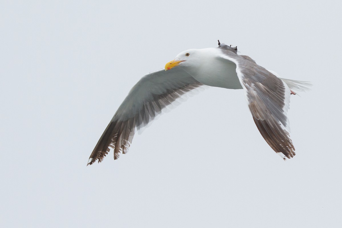 Goéland d'Audubon - ML360119921