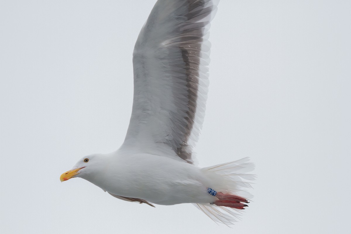 Gaviota Occidental - ML360120021