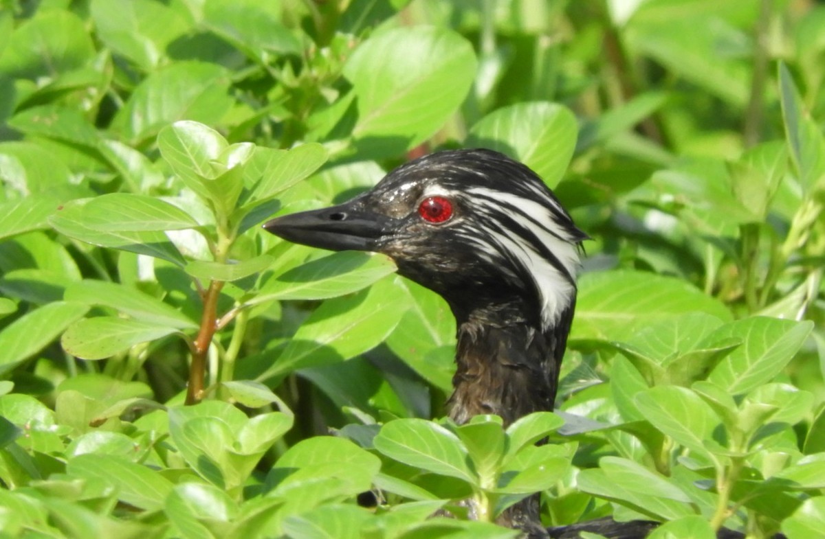 White-tufted Grebe - ML360120101