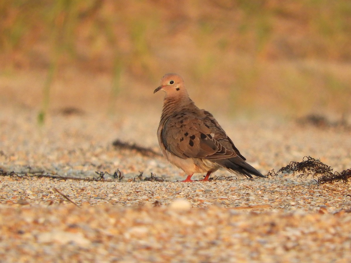 Mourning Dove - ML360120341