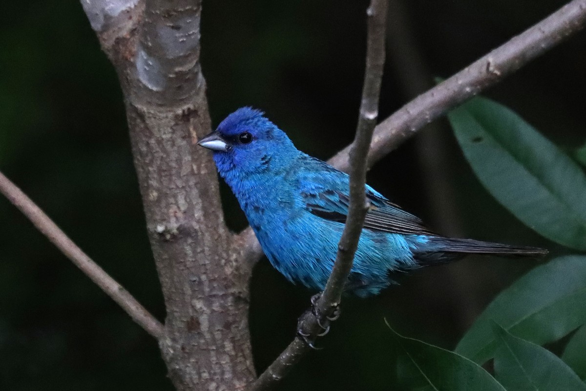 Indigo Bunting - ML360120981