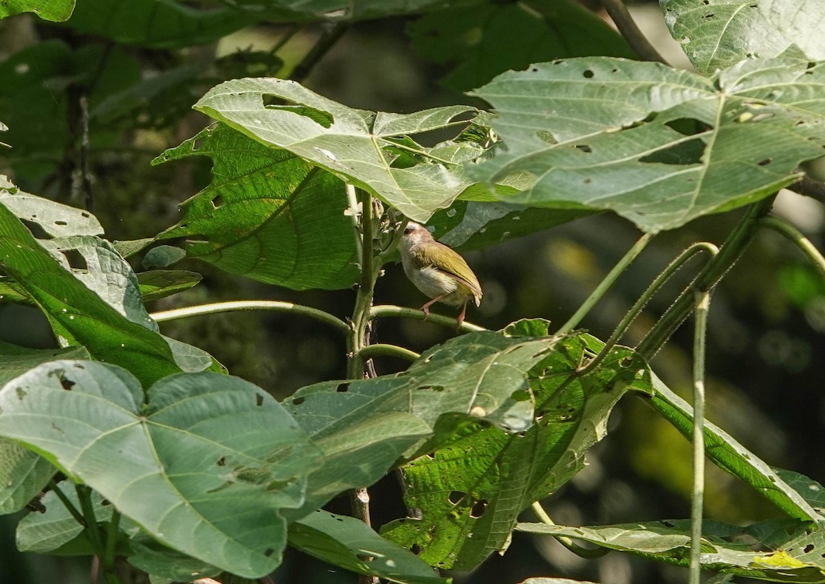 White-browed Crombec - ML360122381