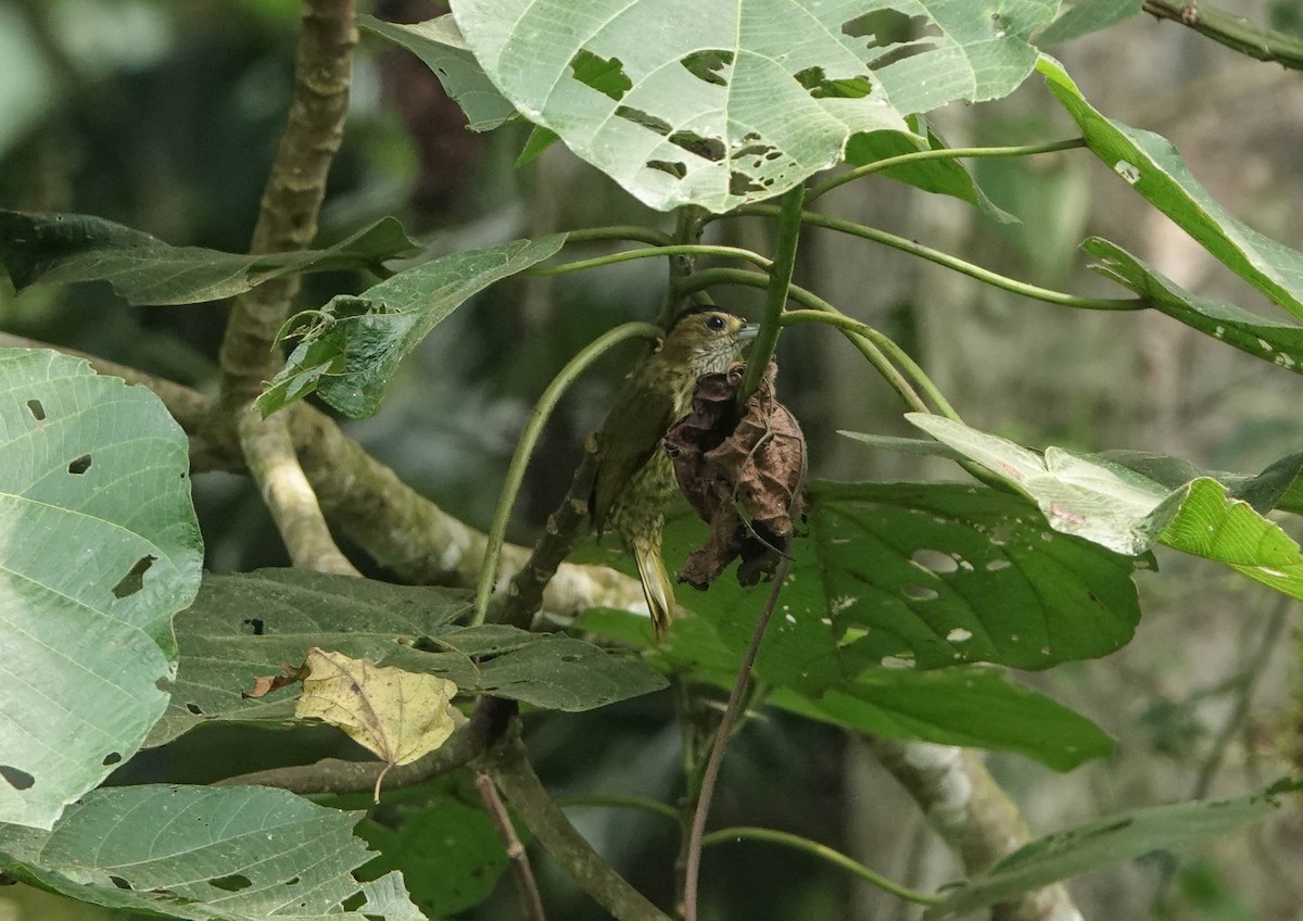 Elliot's Woodpecker - ML360123491