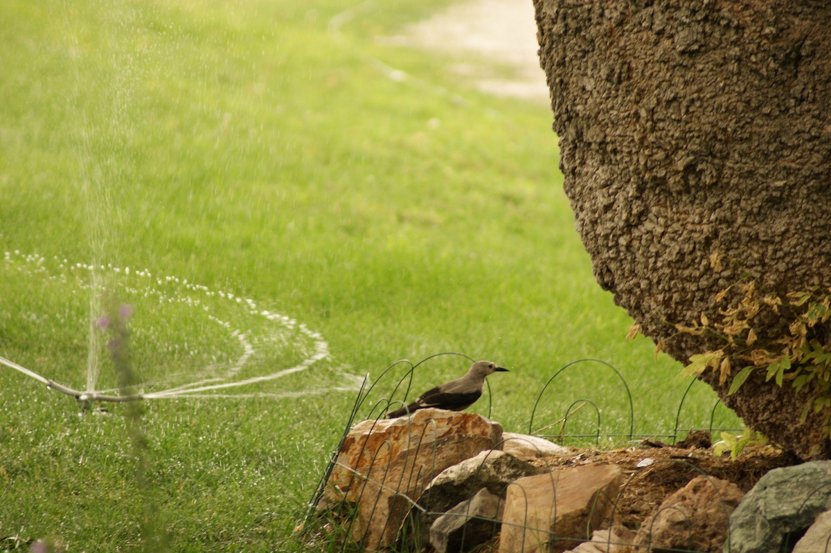 Clark's Nutcracker - ML360124291