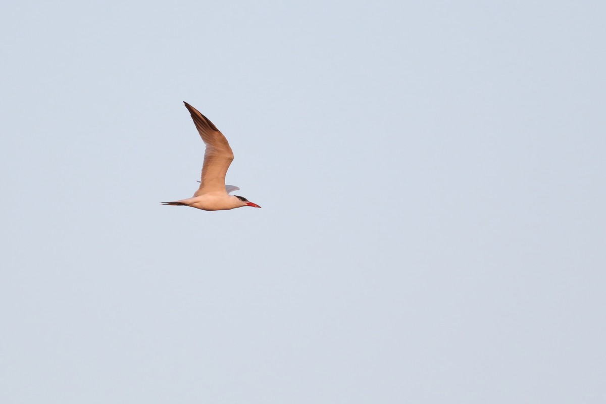 Caspian Tern - ML360125341