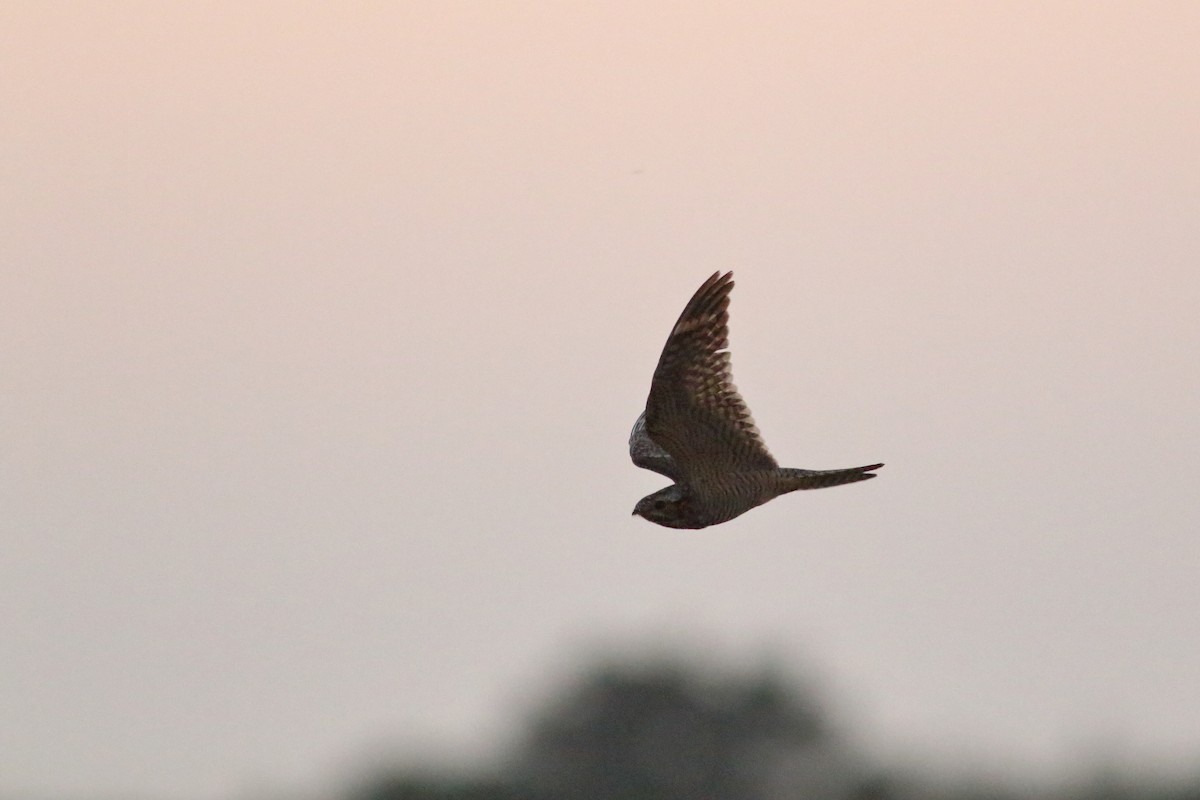 Lesser Nighthawk - ML360125351