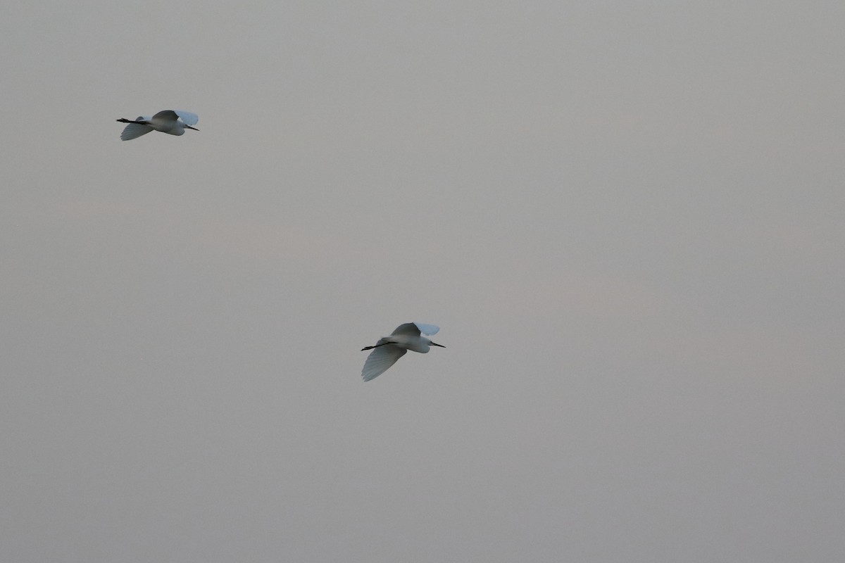 Snowy Egret - ML360125501