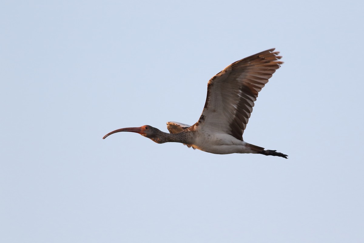 White Ibis - ML360125651