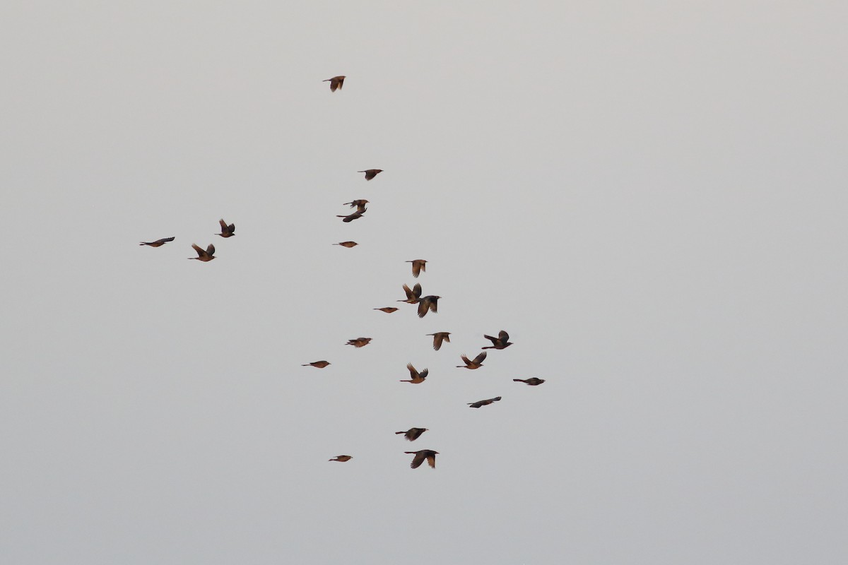 Great-tailed Grackle - ML360125681