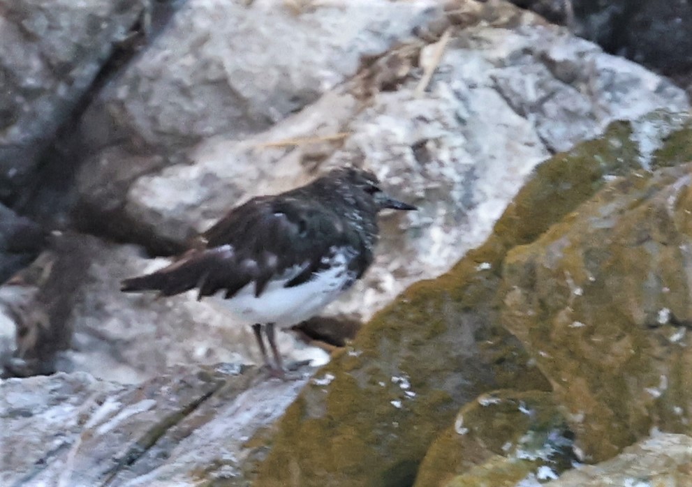 Black Turnstone - ML360126001