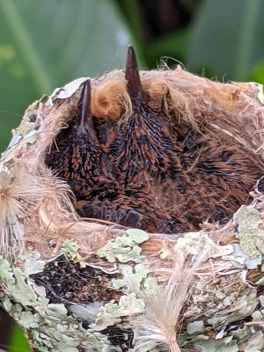 Rufous-tailed Hummingbird - Nancy Patterson