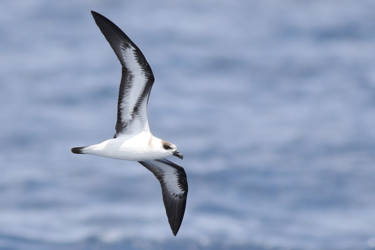 Petrel Antillano - ML360126761