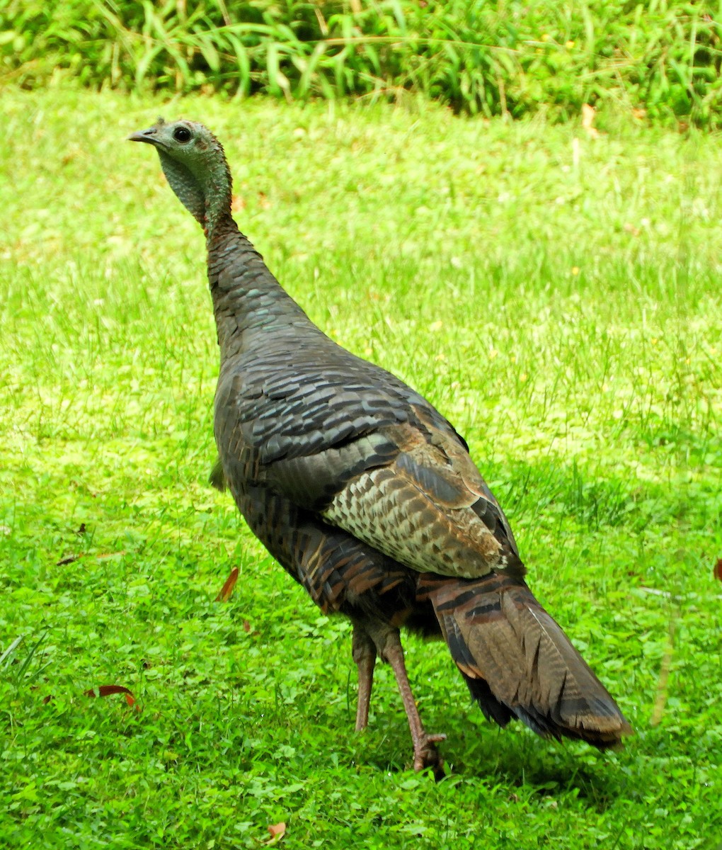 Guajolote Gallipavo - ML360128421