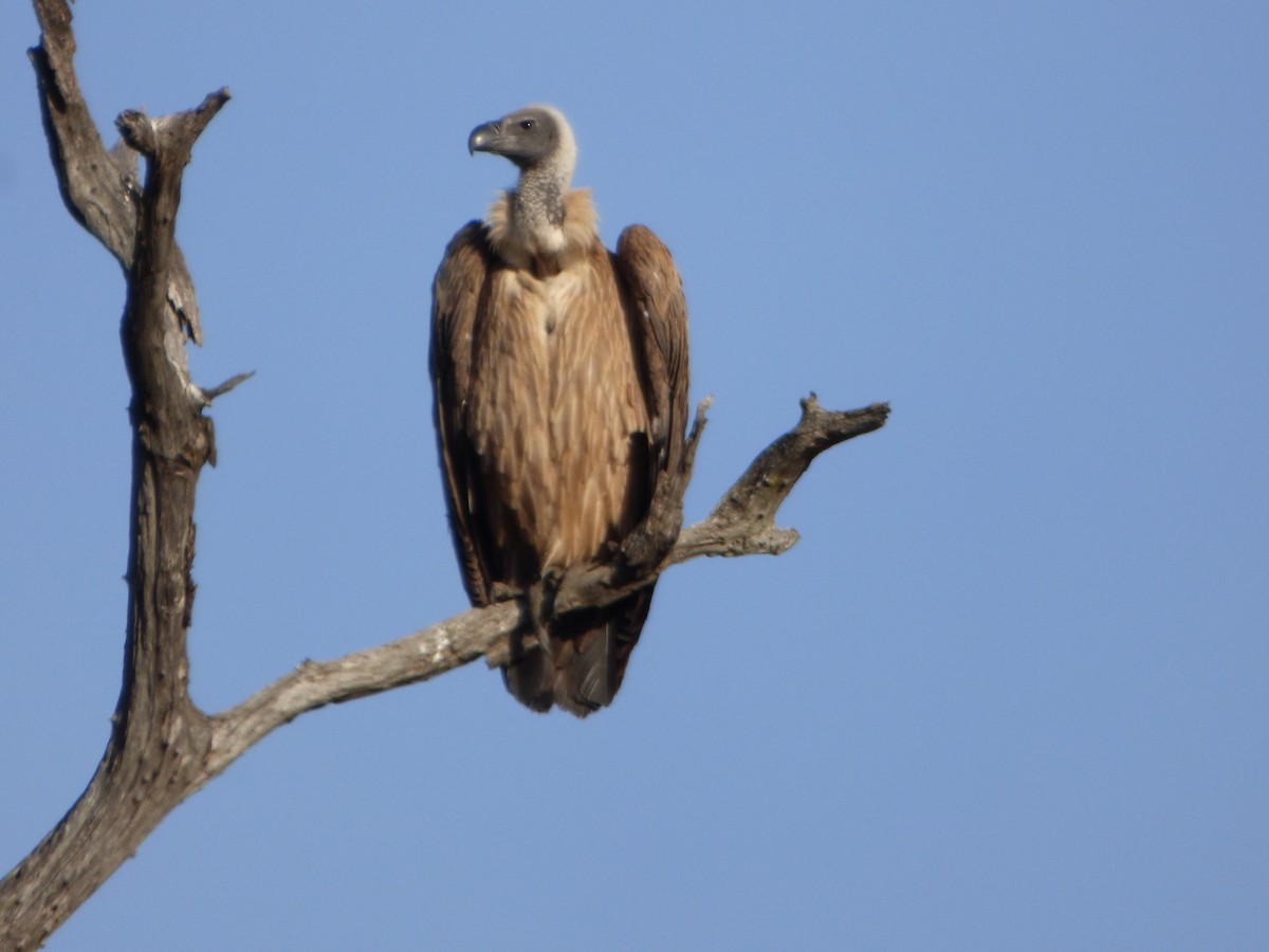 White-backed Vulture - ML360128851