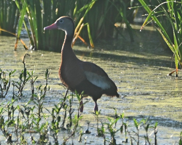 Black-bellied Whistling-Duck - Paula Gatrell