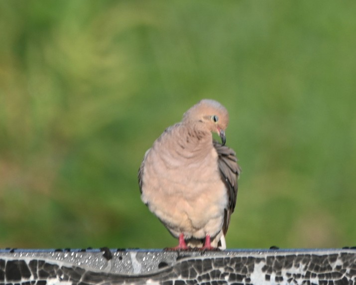 Mourning Dove - Paula Gatrell