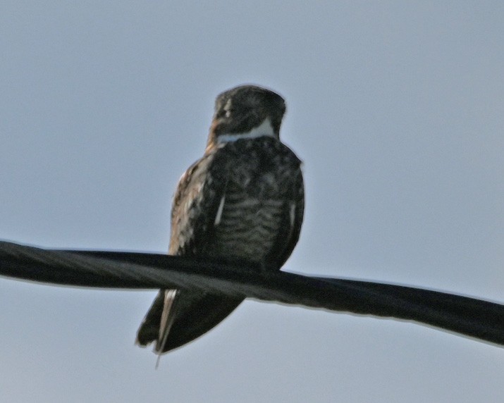 Common Nighthawk - ML360129721