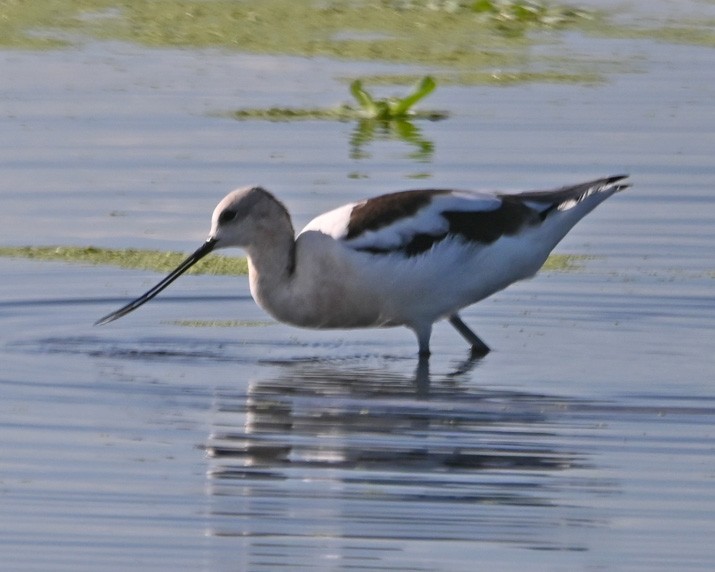 American Avocet - Paula Gatrell