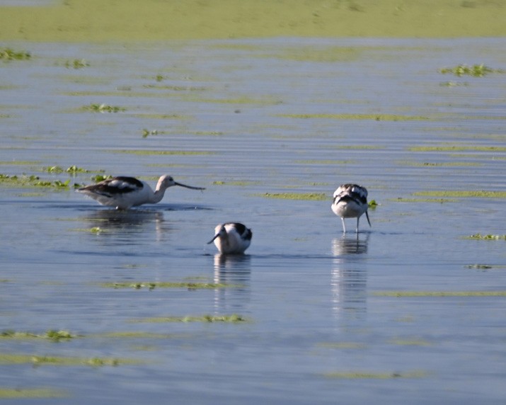 American Avocet - Paula Gatrell