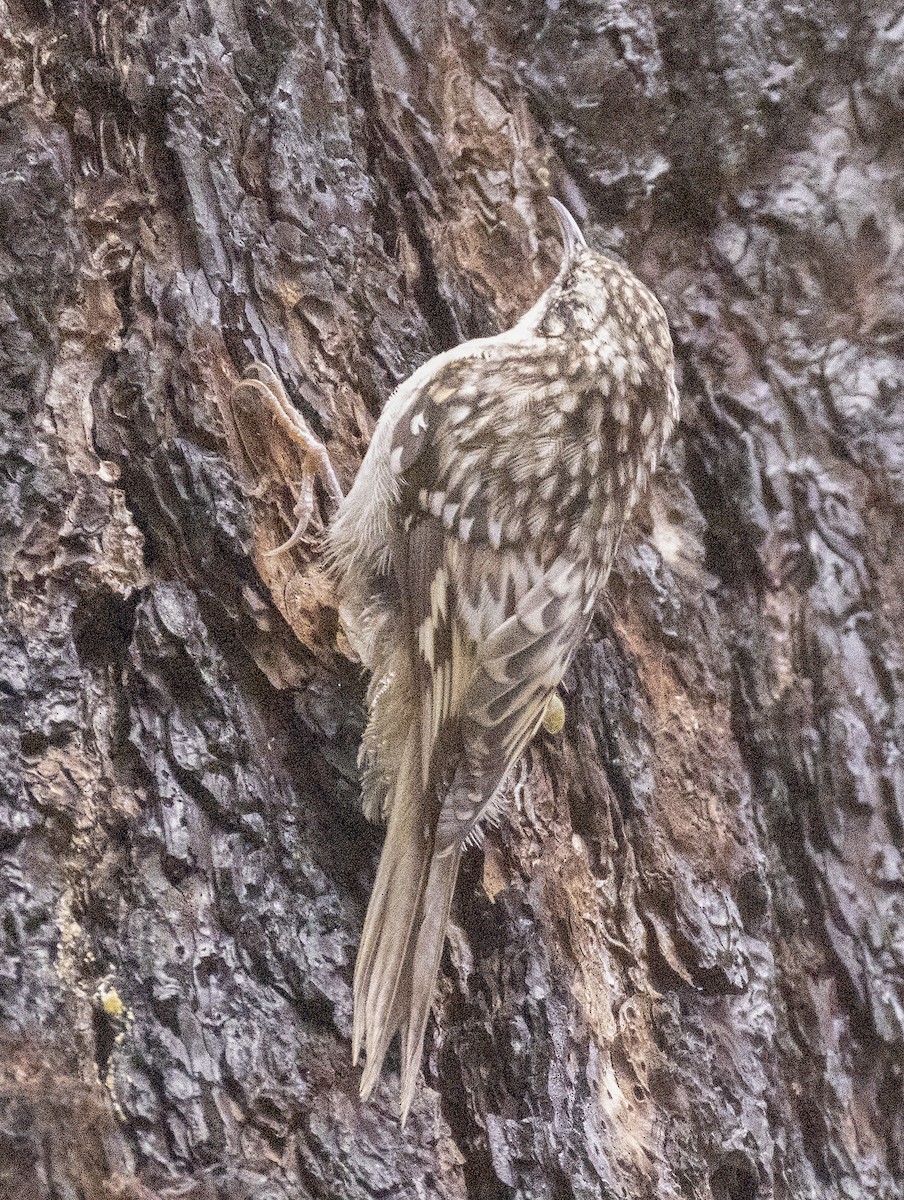 Brown Creeper (albescens/alticola) - Scott Young