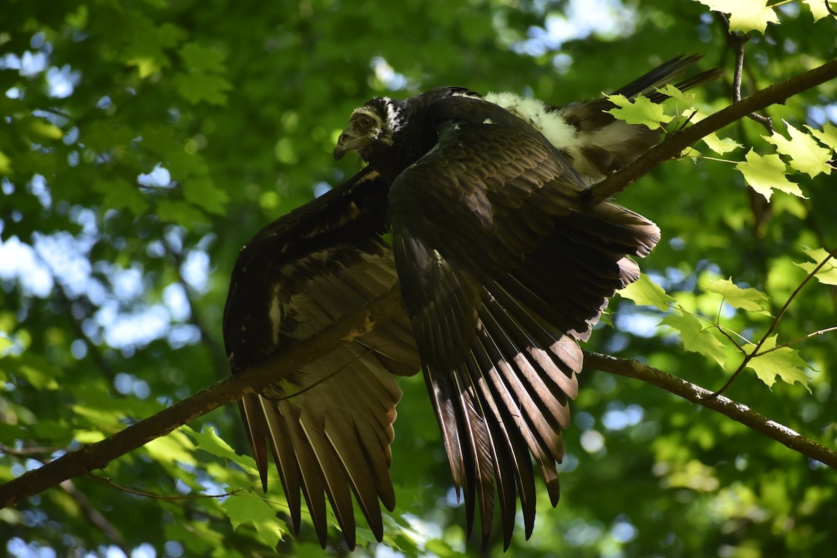 Turkey Vulture - ML360132741
