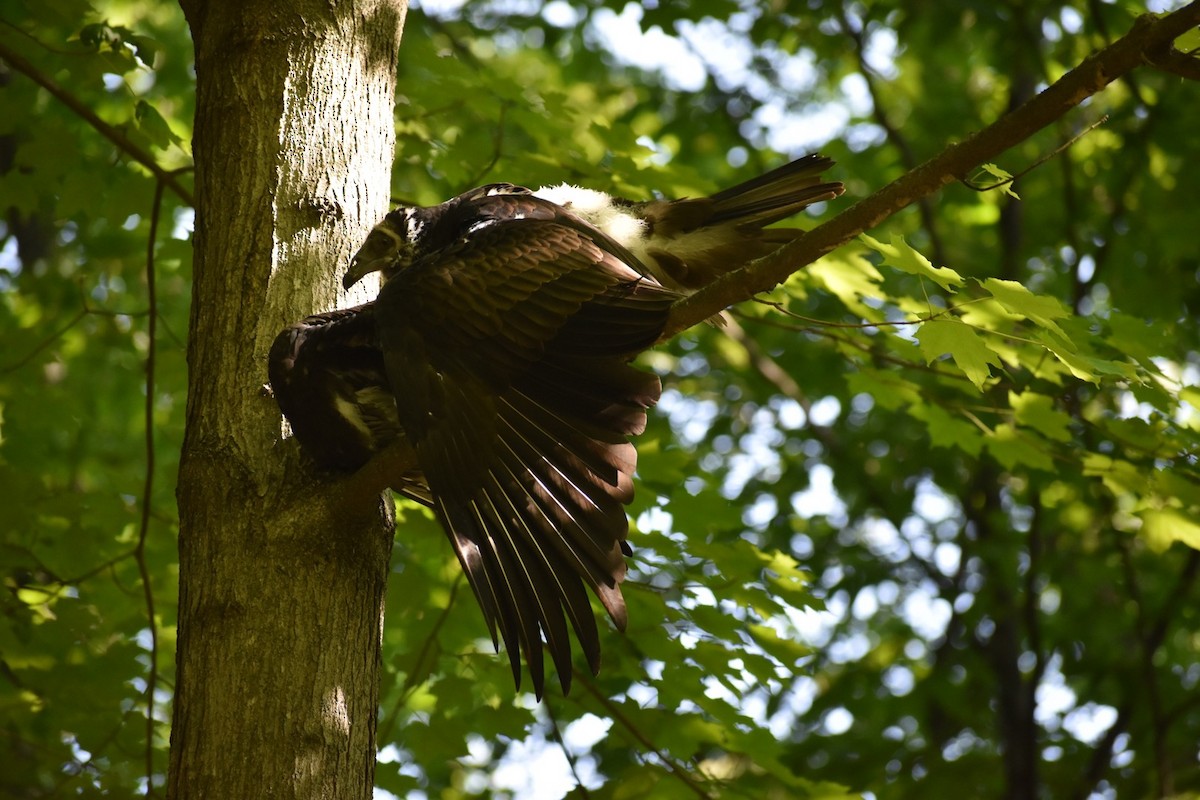 Turkey Vulture - Karinne Tennenbaum