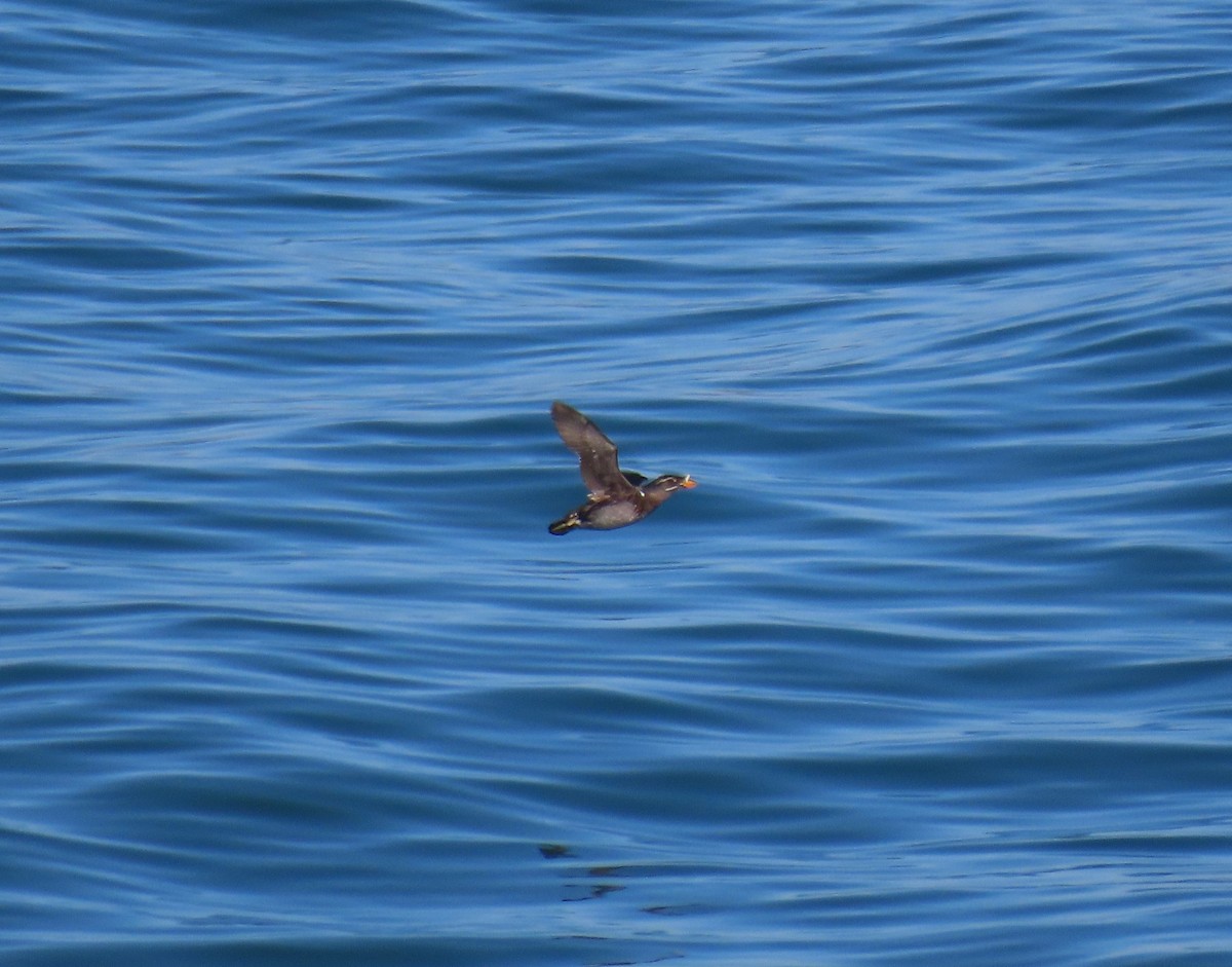 Rhinoceros Auklet - ML360133681
