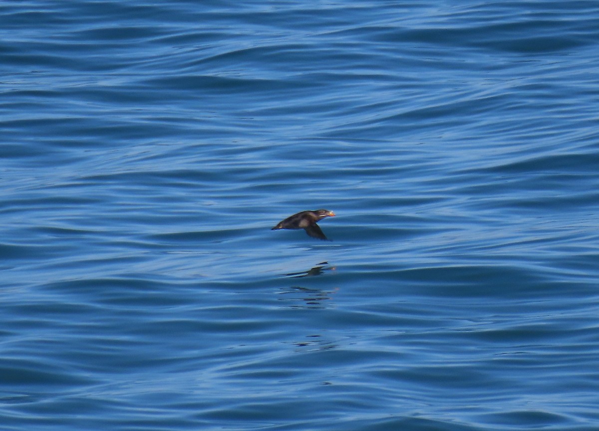 Rhinoceros Auklet - ML360133701
