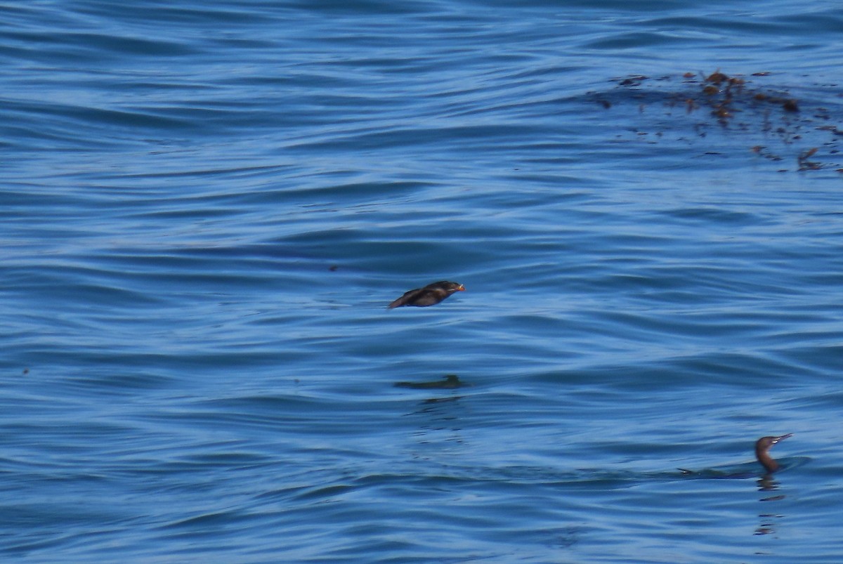 Rhinoceros Auklet - ML360133721