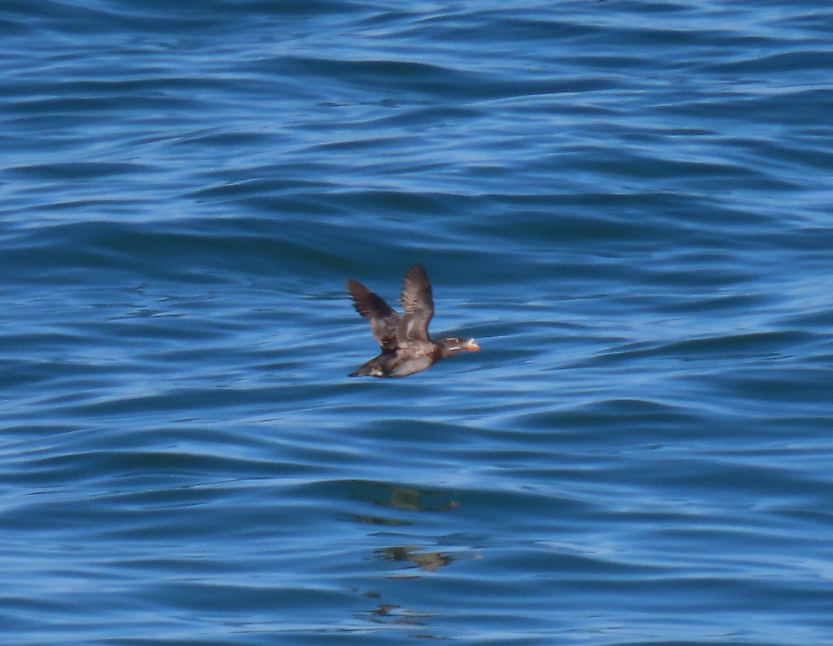 Rhinoceros Auklet - ML360133771