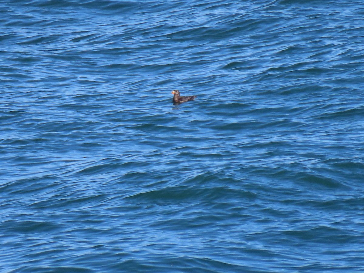 Rhinoceros Auklet - ML360133861